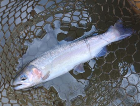 ベストシーズンのはずだが ～大安トラウトレ…
